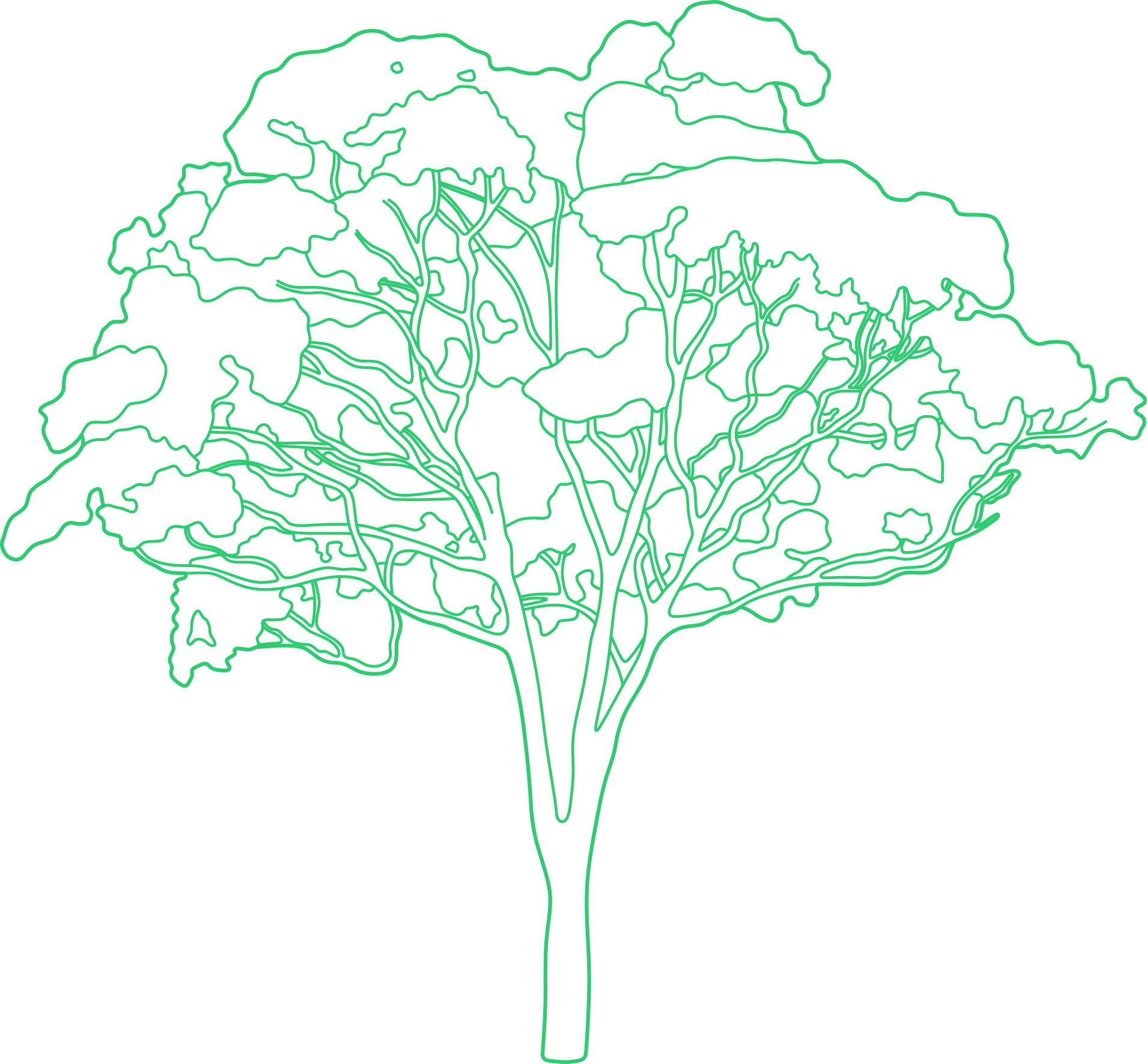 Plants Eucalyptus Contour Svg Vector Free Vectors